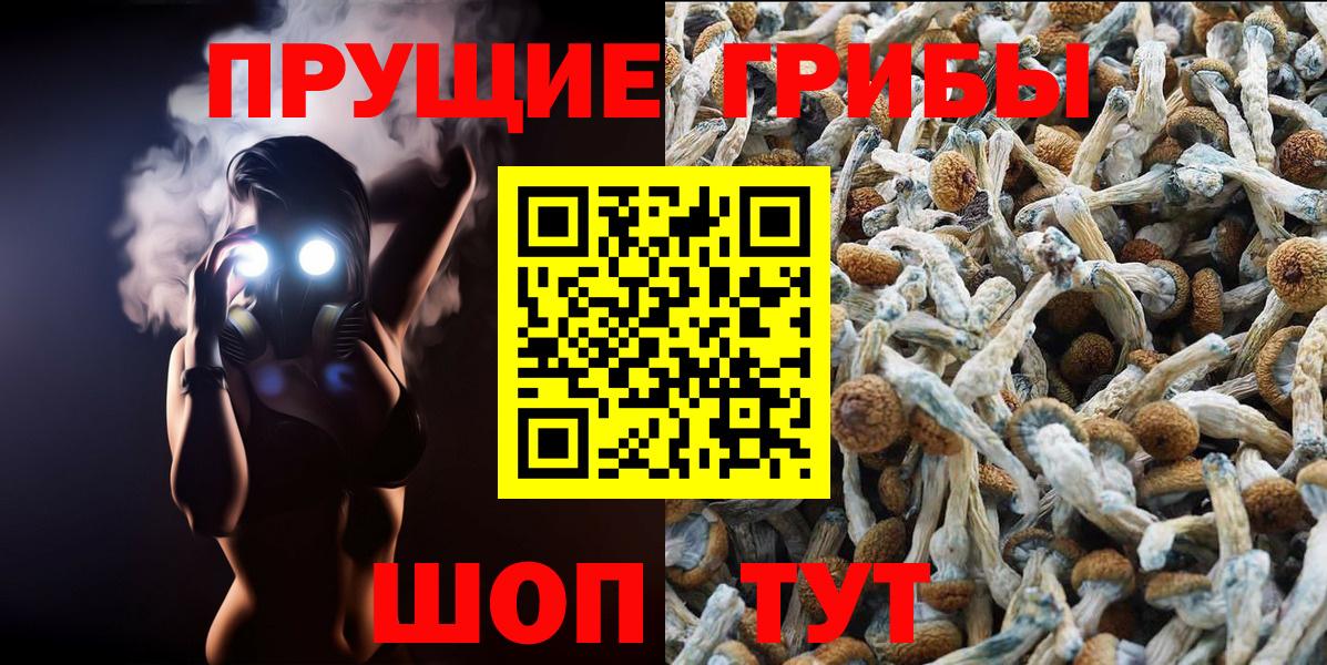Галлюциногенные грибы Psilocybine cubensis Новокузнецк